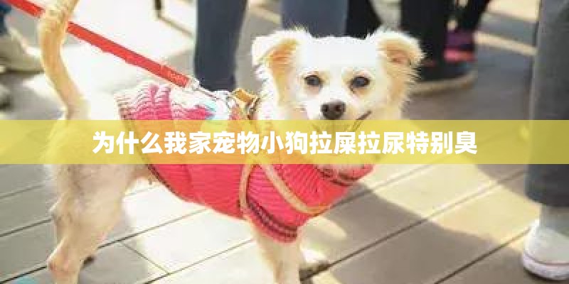 为什么我家宠物小狗拉屎拉尿特别臭