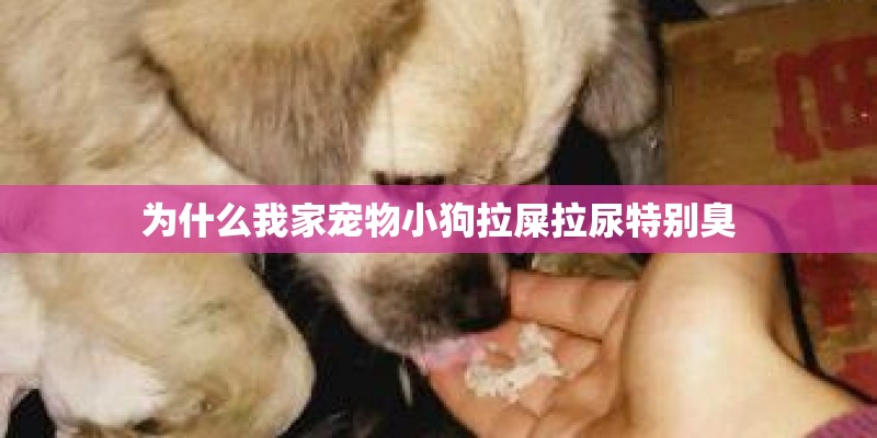 为什么我家宠物小狗拉屎拉尿特别臭
