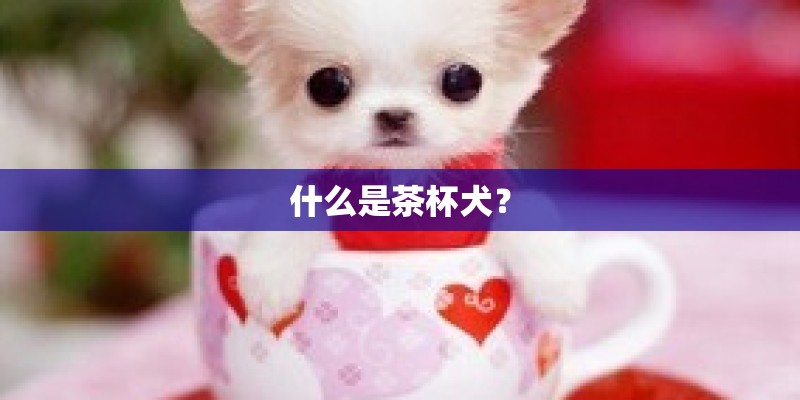 什么是茶杯犬？