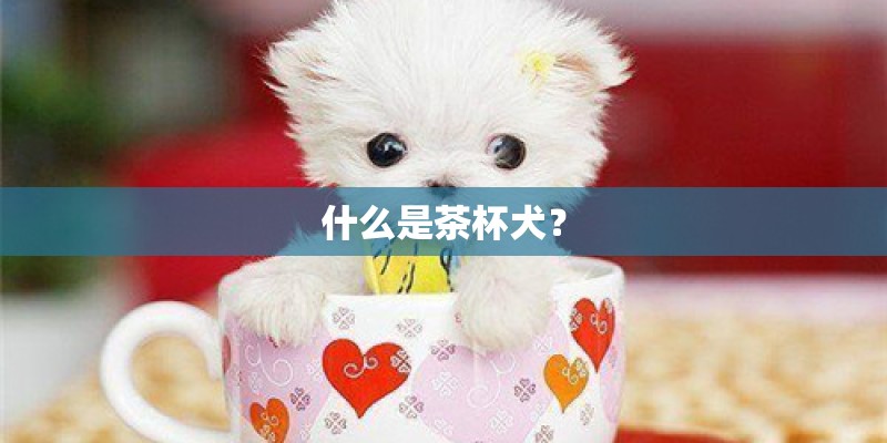 什么是茶杯犬？