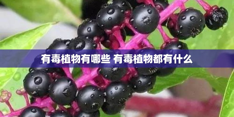 有毒植物有哪些 有毒植物都有什么