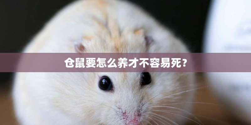 仓鼠要怎么养才不容易死？