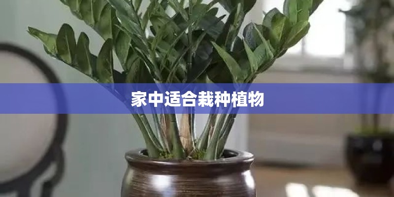 家中适合栽种植物