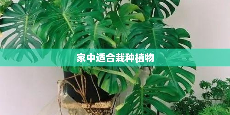 家中适合栽种植物