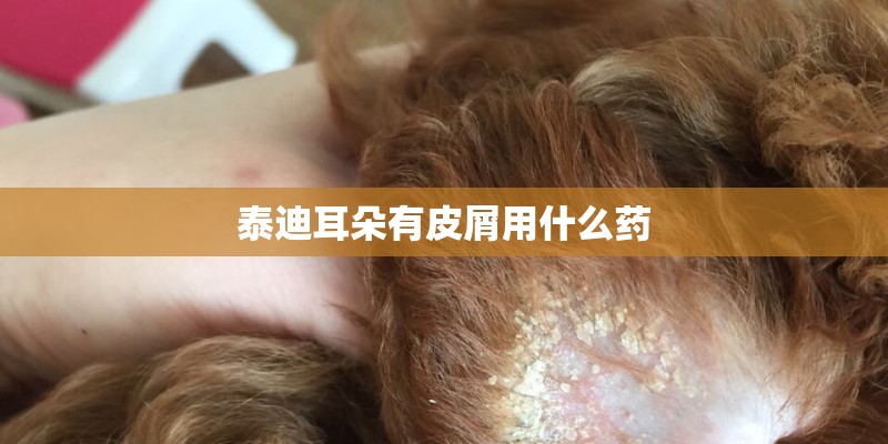 泰迪耳朵有皮屑用什么药