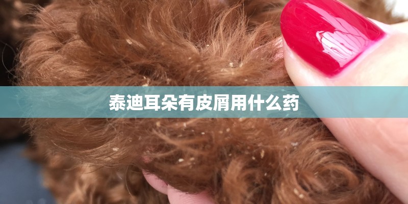泰迪耳朵有皮屑用什么药