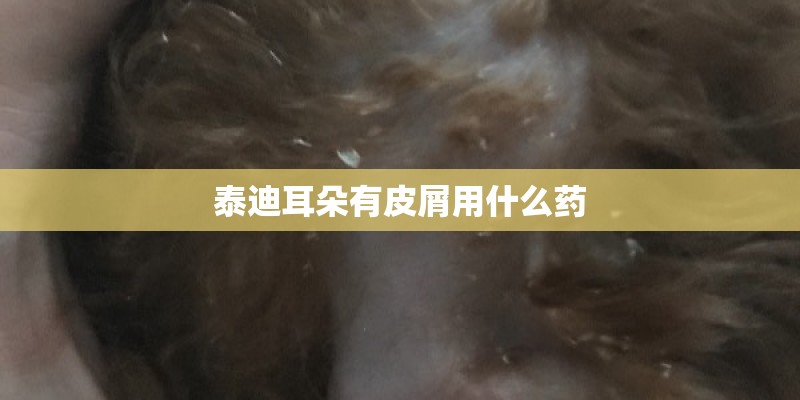 泰迪耳朵有皮屑用什么药