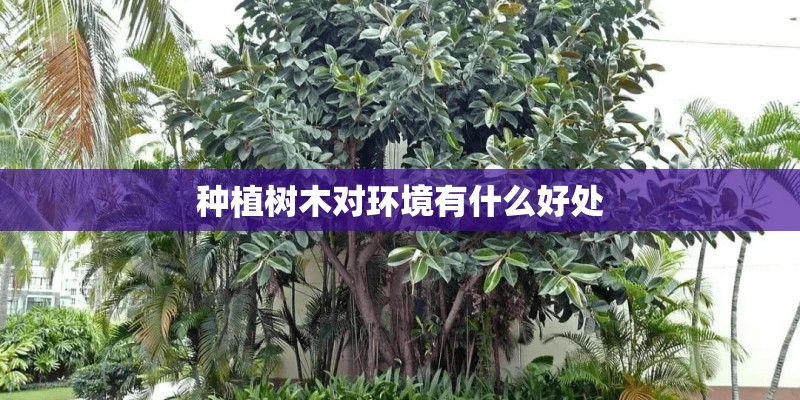 种植树木对环境有什么好处