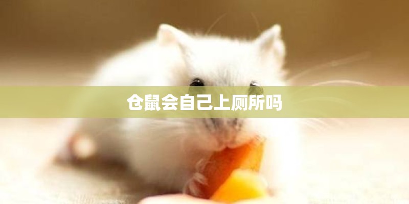 仓鼠会自己上厕所吗
