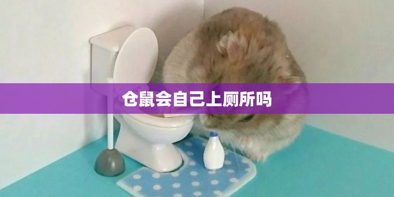 仓鼠会自己上厕所吗