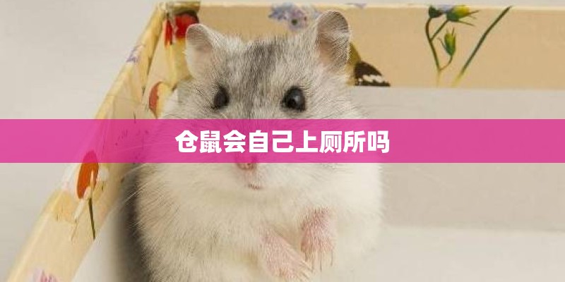 仓鼠会自己上厕所吗