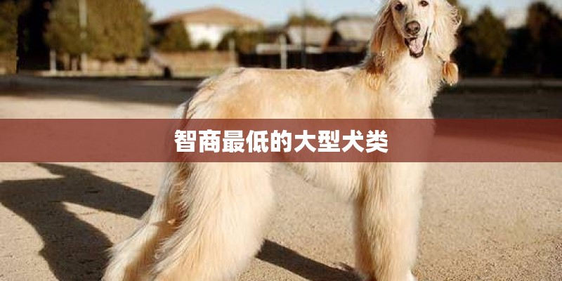 智商最低的大型犬类