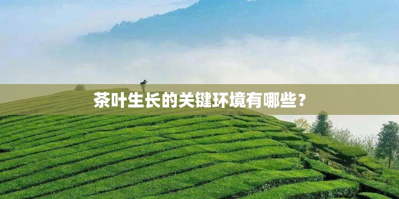茶叶生长的关键环境有哪些？