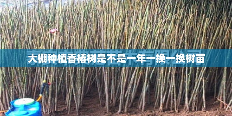 大棚种植香椿树是不是一年一换一换树苗