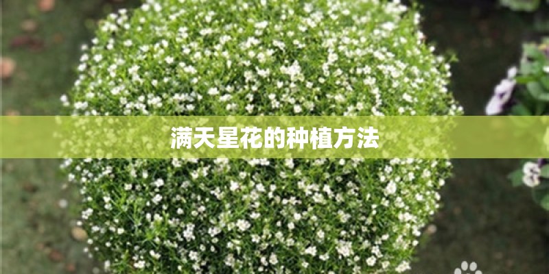 满天星花的种植方法