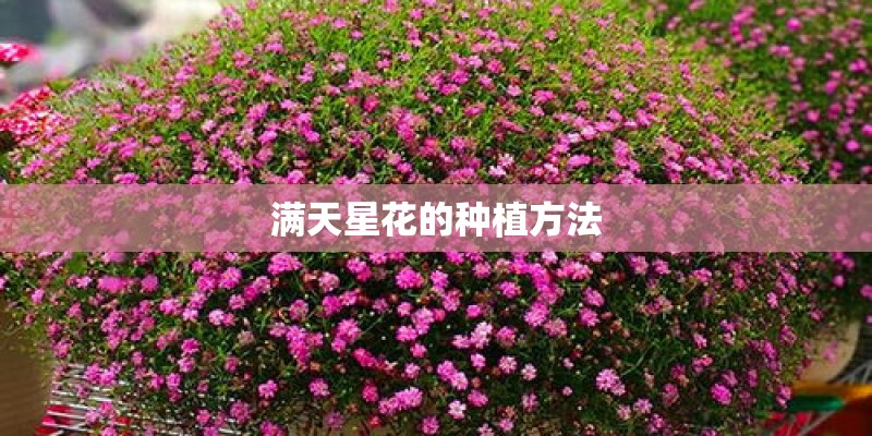 满天星花的种植方法