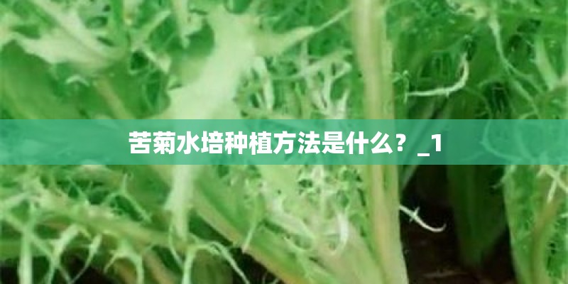 苦菊水培种植方法是什么？_1