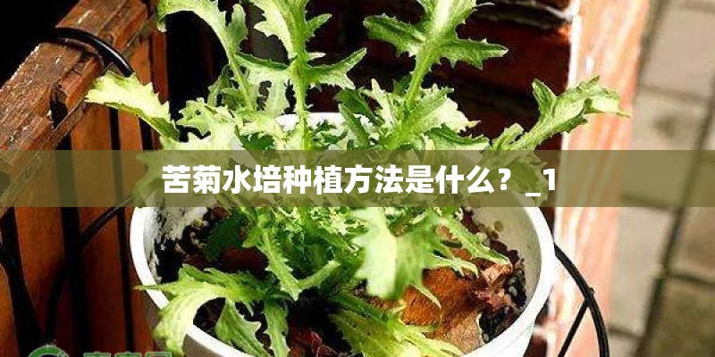 苦菊水培种植方法是什么？_1