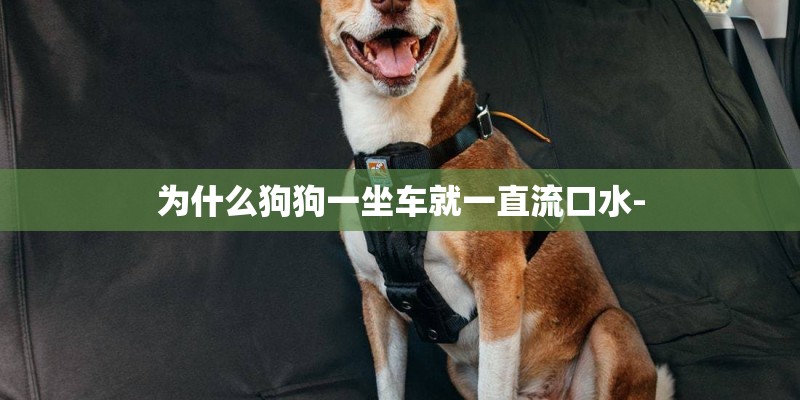 为什么狗狗一坐车就一直流口水-