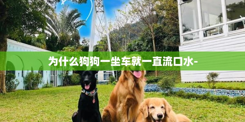 为什么狗狗一坐车就一直流口水-