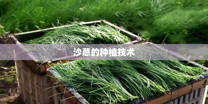 沙葱的种植技术
