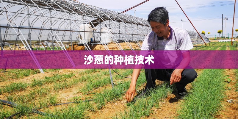 沙葱的种植技术