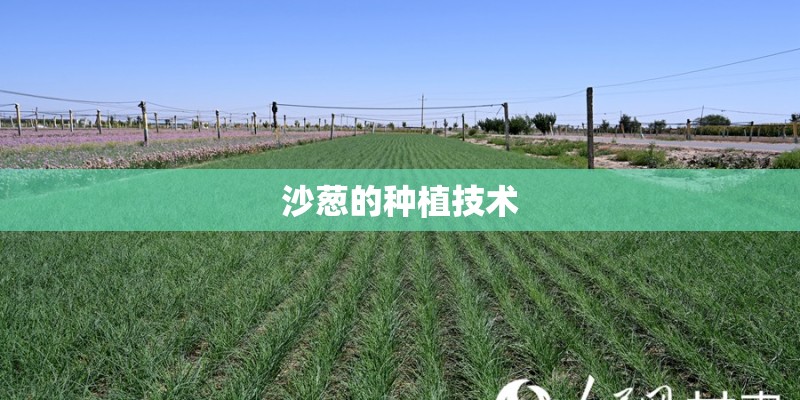 沙葱的种植技术