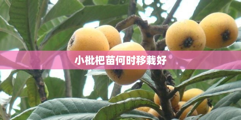 小枇杷苗何时移栽好