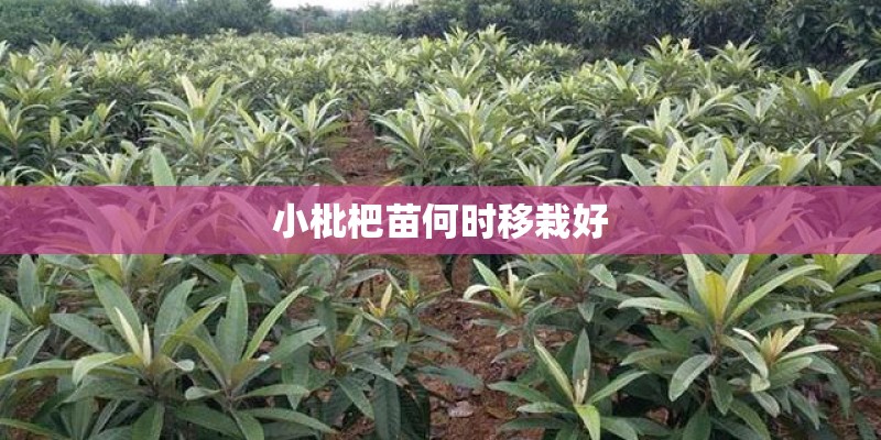 小枇杷苗何时移栽好