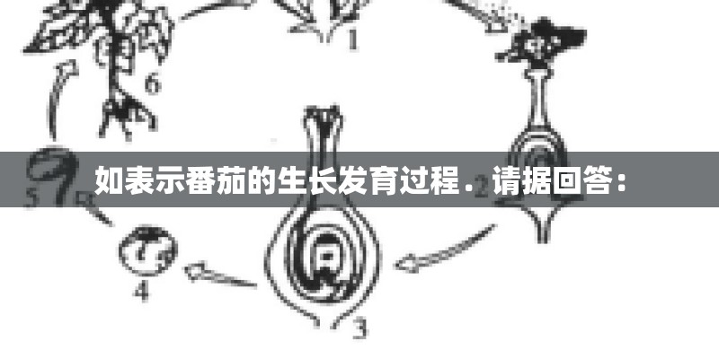 如表示番茄的生长发育过程．请据回答：
