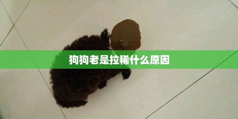 狗狗老是拉稀什么原因