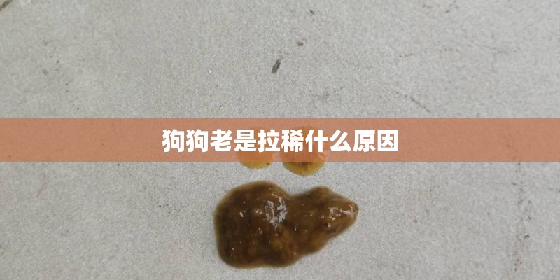 狗狗老是拉稀什么原因