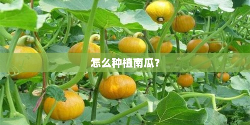 怎么种植南瓜？