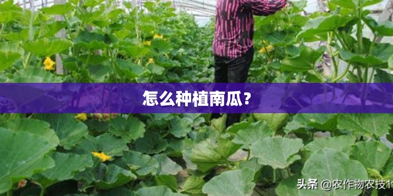 怎么种植南瓜？