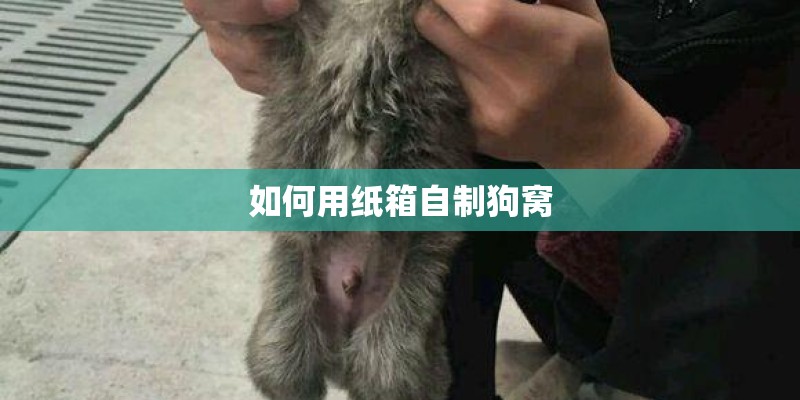 如何用纸箱自制狗窝