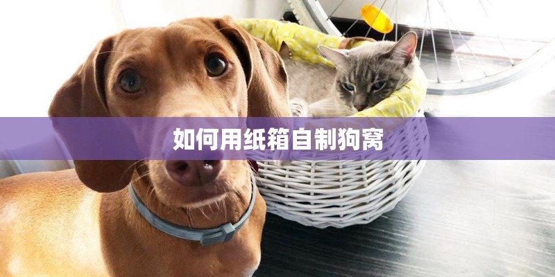 如何用纸箱自制狗窝