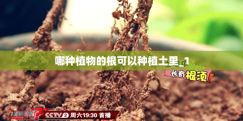 哪种植物的根可以种植土里_1