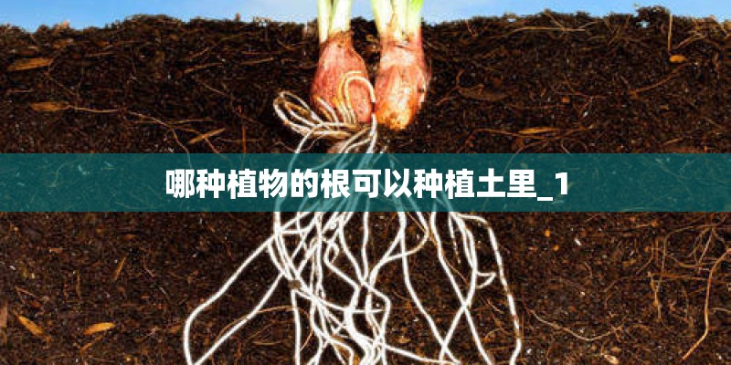 哪种植物的根可以种植土里_1
