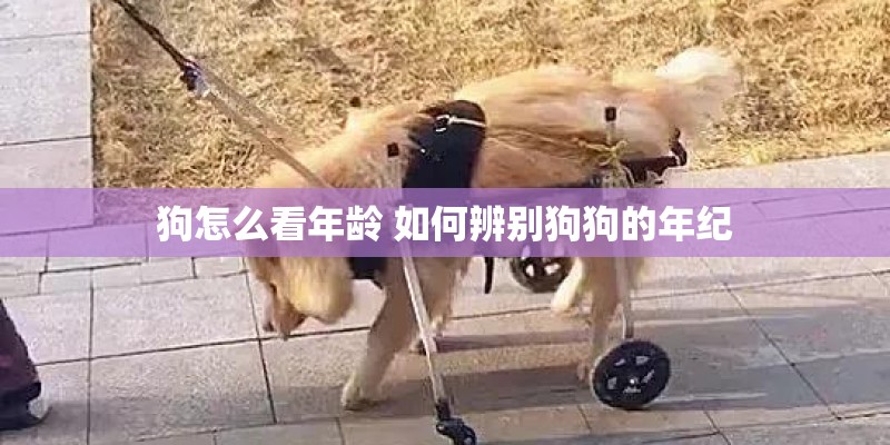 狗怎么看年龄 如何辨别狗狗的年纪
