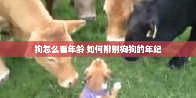 狗怎么看年龄 如何辨别狗狗的年纪