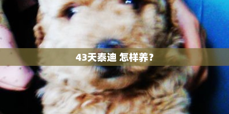 43天泰迪 怎样养？