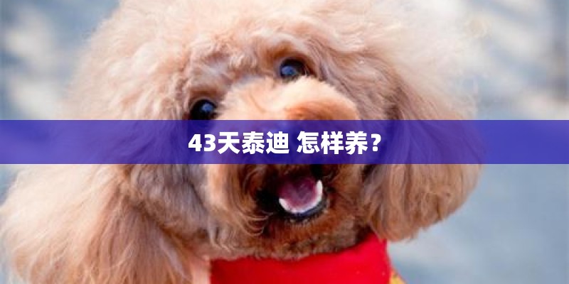 43天泰迪 怎样养？