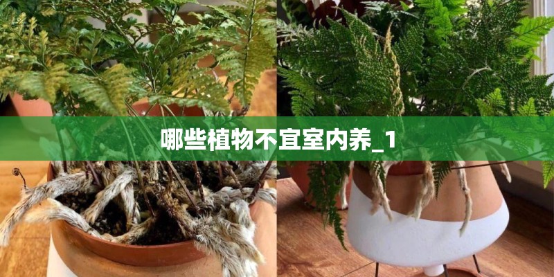 哪些植物不宜室内养_1