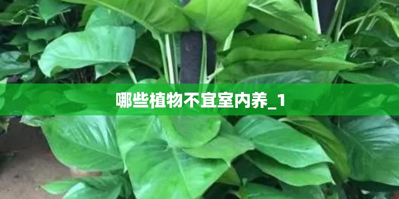 哪些植物不宜室内养_1