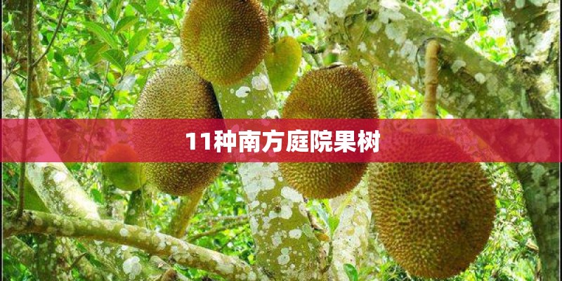 11种南方庭院果树