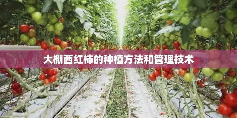 大棚西红柿的种植方法和管理技术