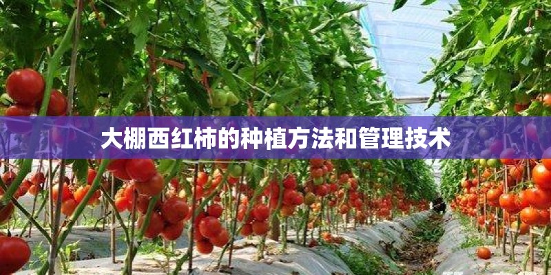 大棚西红柿的种植方法和管理技术