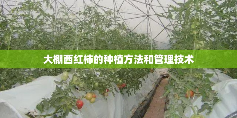 大棚西红柿的种植方法和管理技术