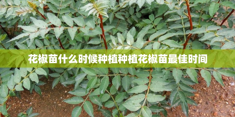 花椒苗什么时候种植种植花椒苗最佳时间