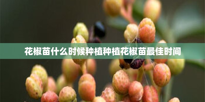 花椒苗什么时候种植种植花椒苗最佳时间